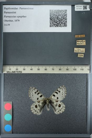 Media type: image;   Entomology 174741
